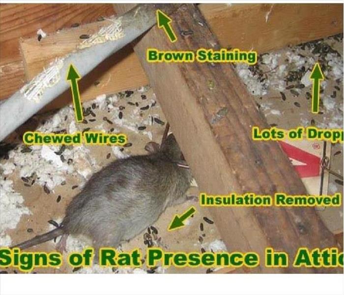 Damages of a Rat