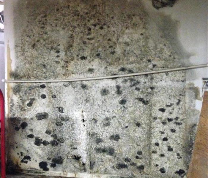 Mold Growth 