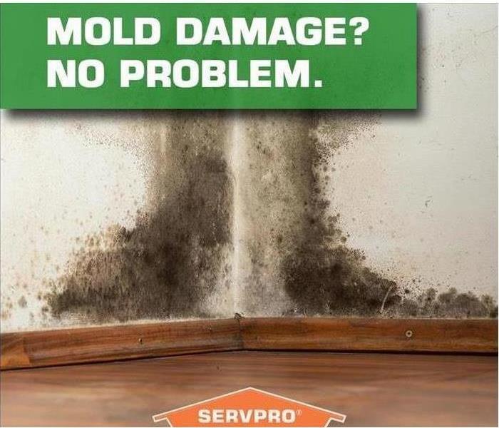 Commercial Mold Damage 